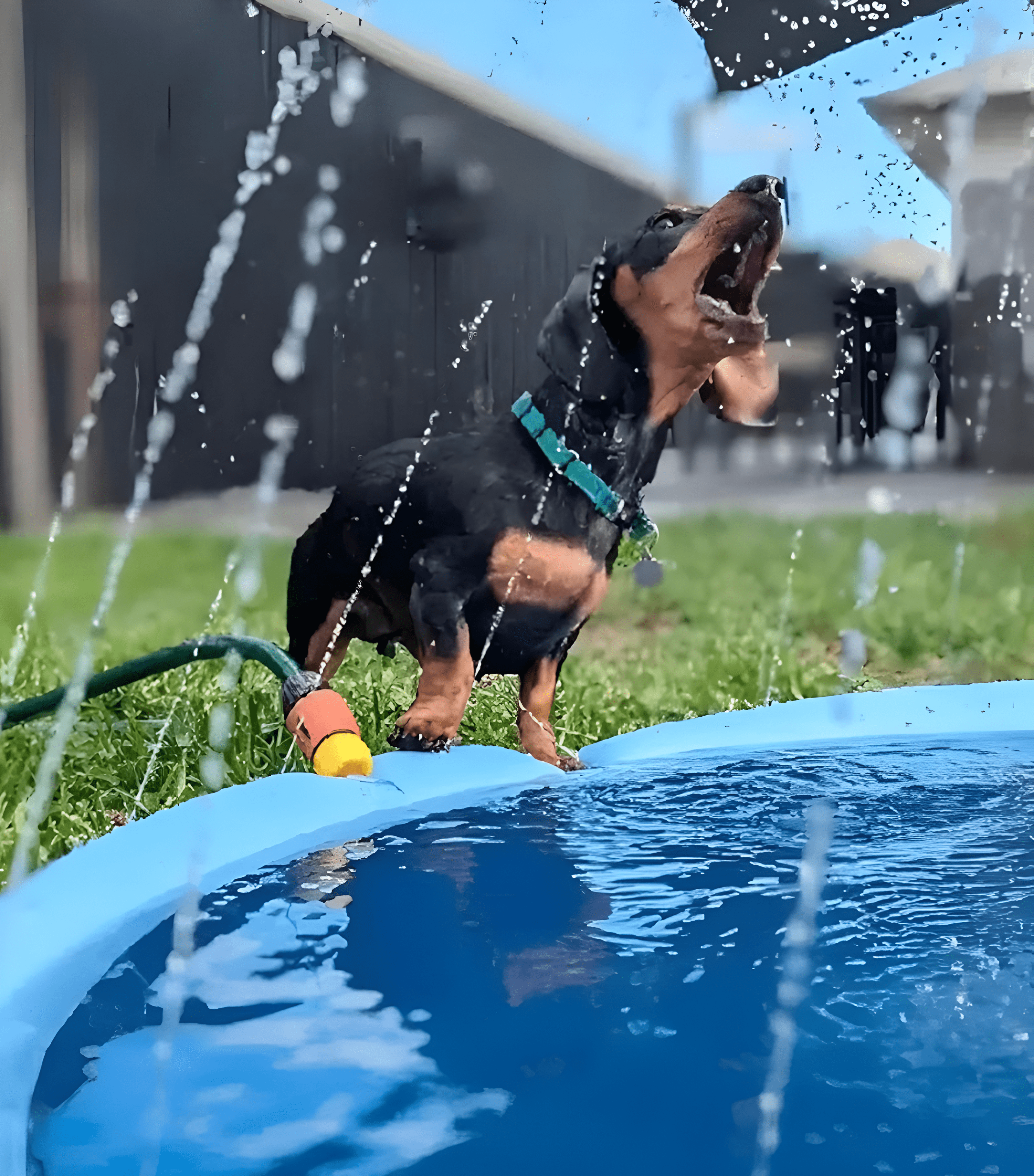 RefreshRipple | Huisdieren Splash Pad