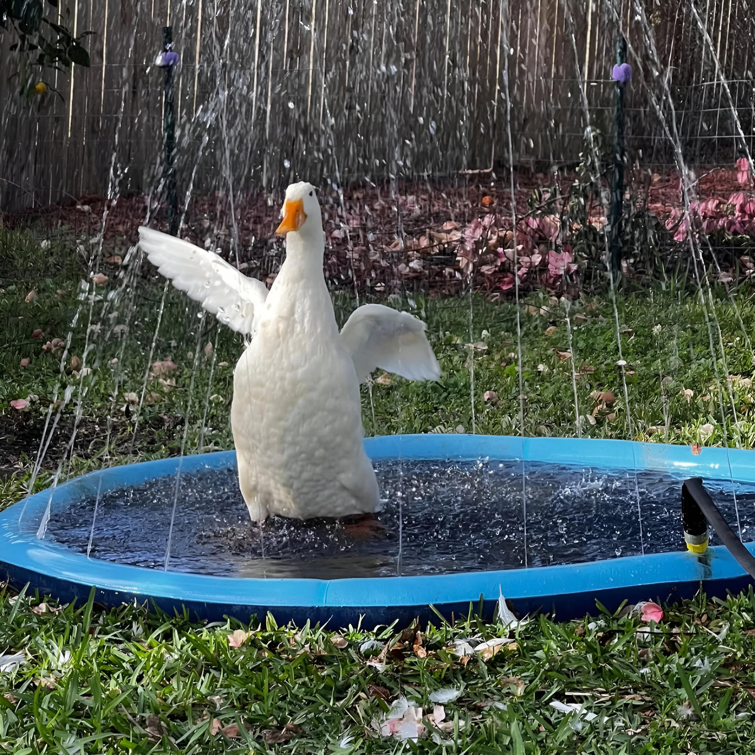 RefreshRipple | Huisdieren Splash Pad